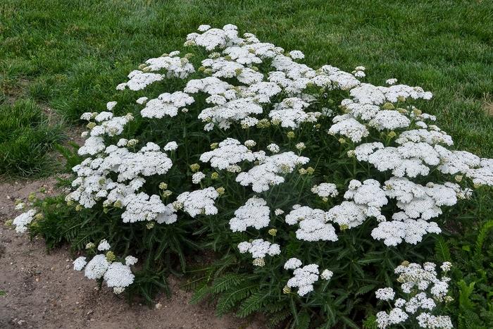 Achillea Firefly Diamond