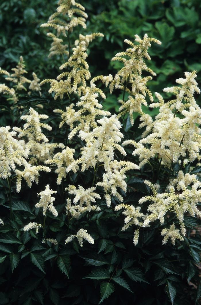 Astilbe rhizomatous Deutschland