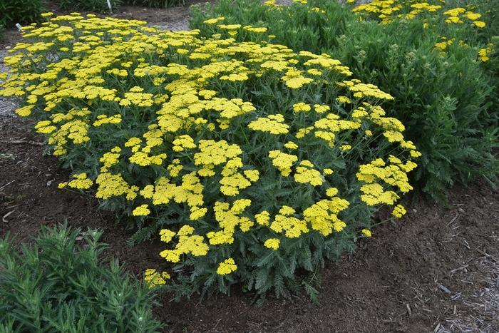 Achillea millefolium Sassy Summer Lemon