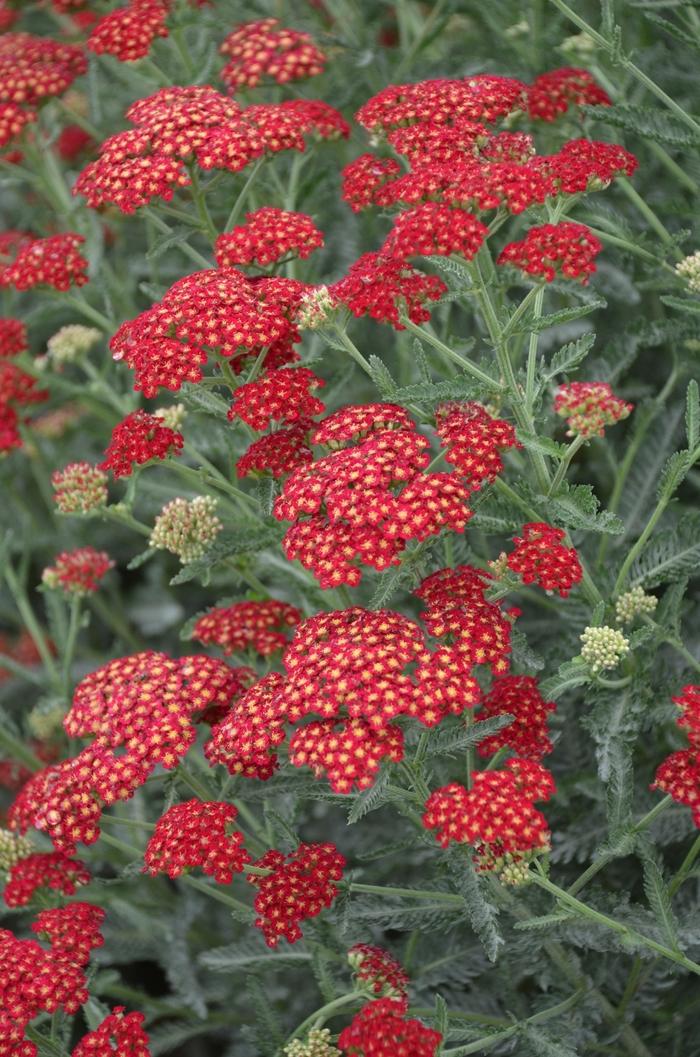 Achillea millefolium Sassy Summer Sangria