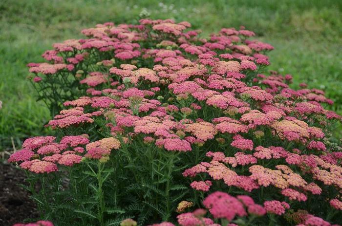 Achillea millefolium Sassy Summer Taffy