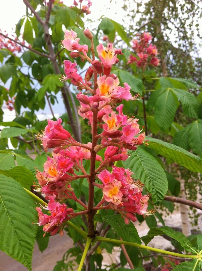 Aesculus x carnea Ft. McNair