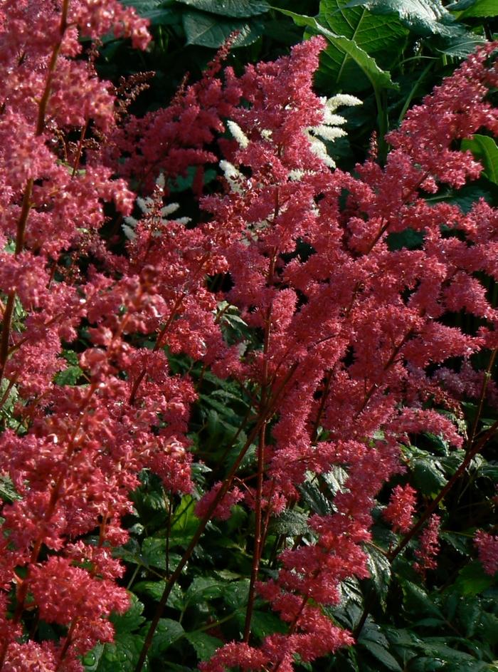 Astilbe x arendsii Fanal