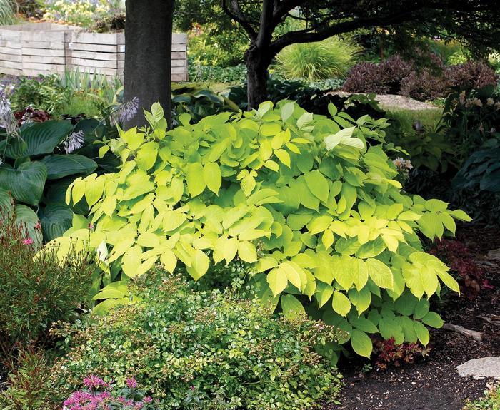 Aralia cordata Sun King