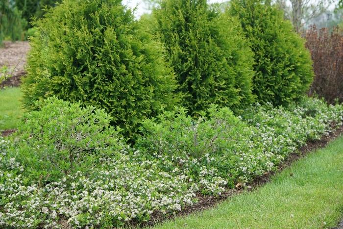 Aronia melanocarpa Ground Hug®