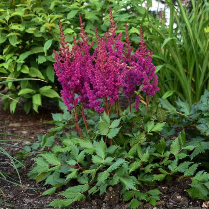 Astilbe chinensis Vision in Red