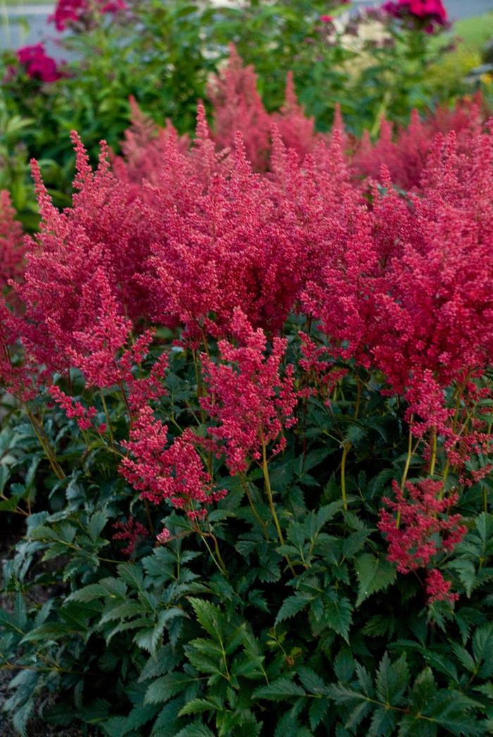 Astilbe japonica Montgomery