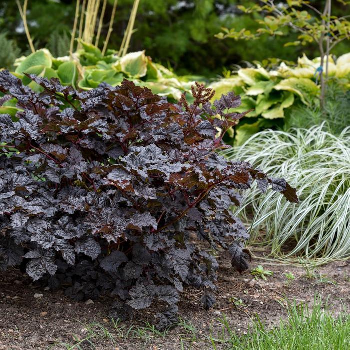 Astilbe Dark Side of the Moon