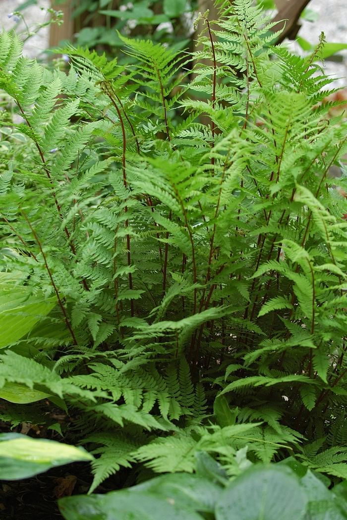 Athyrium filix-femina Lady in Red