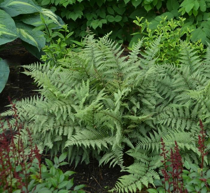 Athyrium Ghost