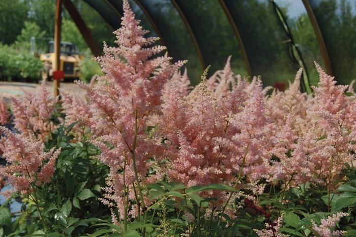 Astilbe japonica Peach Blossom