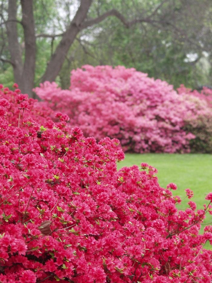 Azalea Kurume Hybrid Hino Crimson