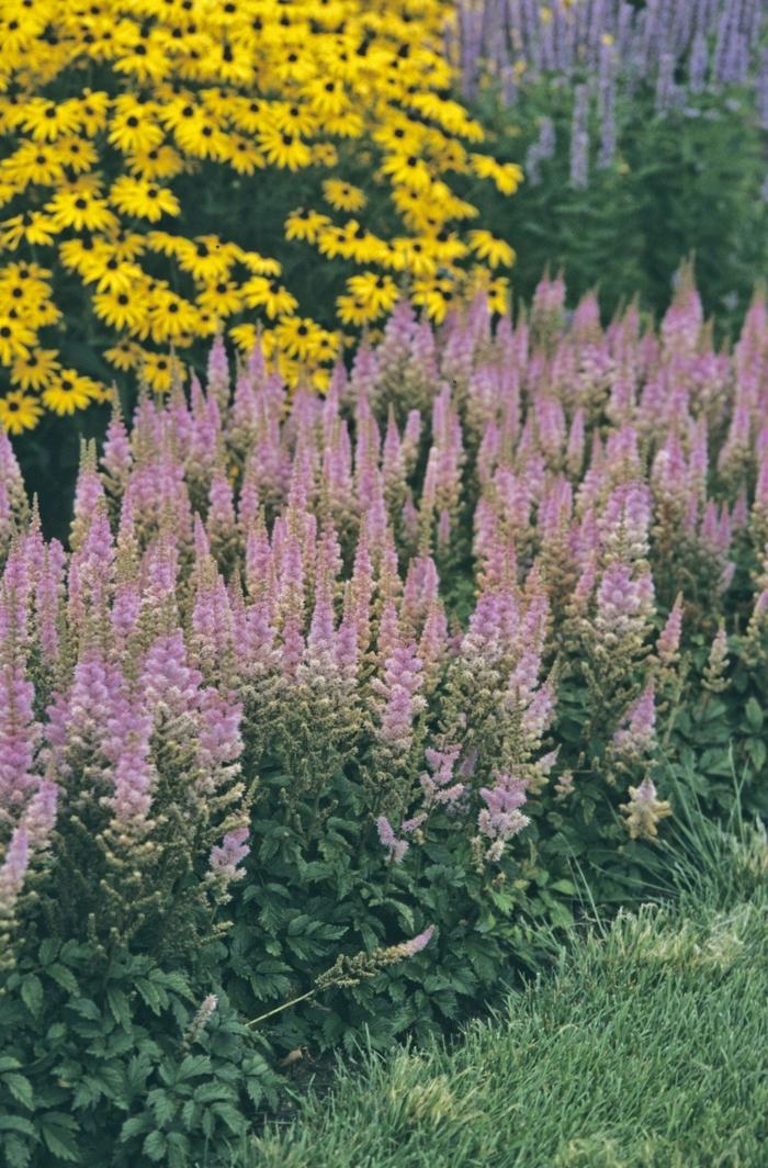 Astilbe chinensis Pumila