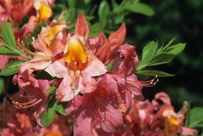 Azalea Mount Saint Helens