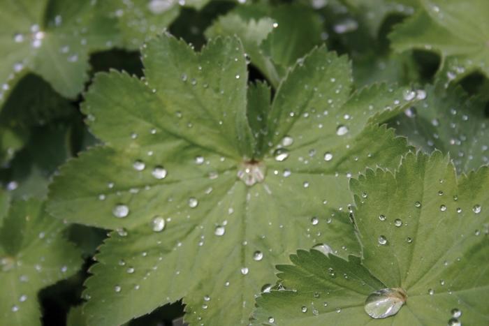 Alchemilla mollis 