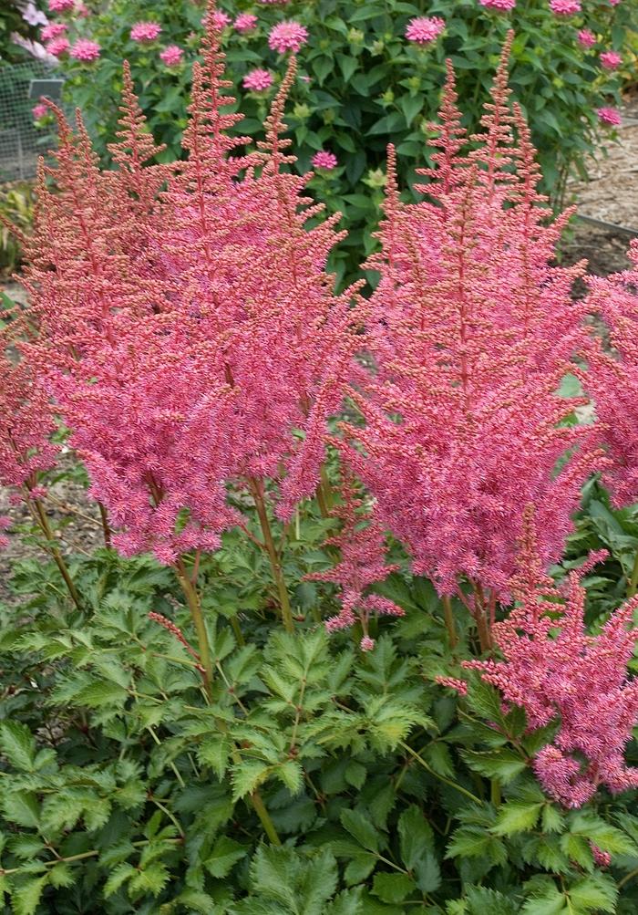 Astilbe Rise and Shine