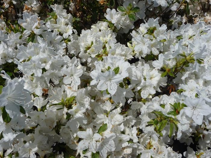 Azalea Glenn Dale hybrid Delaware Valley White