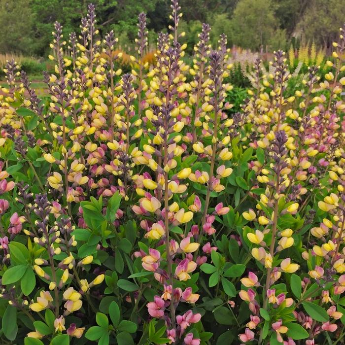 Baptisia Decadence® Deluxe Pink Lemonade