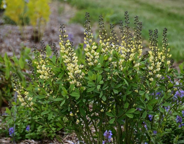 Baptisia Decadence® Vanilla Cream