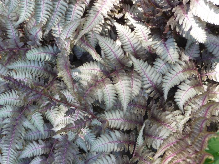 Athyrium niponicum Pictum