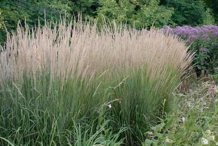 Calamagrostis acutiflora Karl Foerster