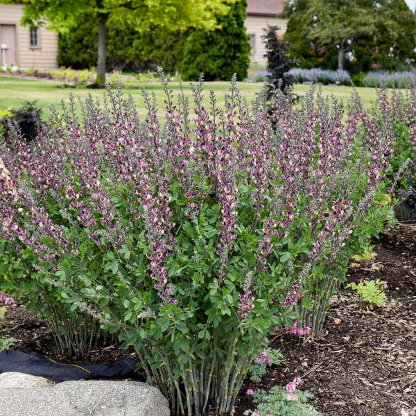 Baptisia Grape Escape