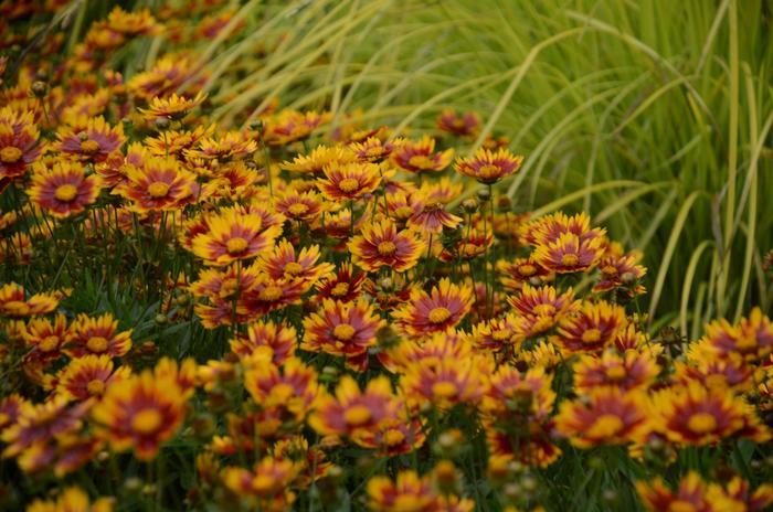 Coreopsis L'il Bang™ Daybreak