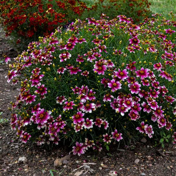 Coreopsis Sizzle & Spice® Zesty Zinger