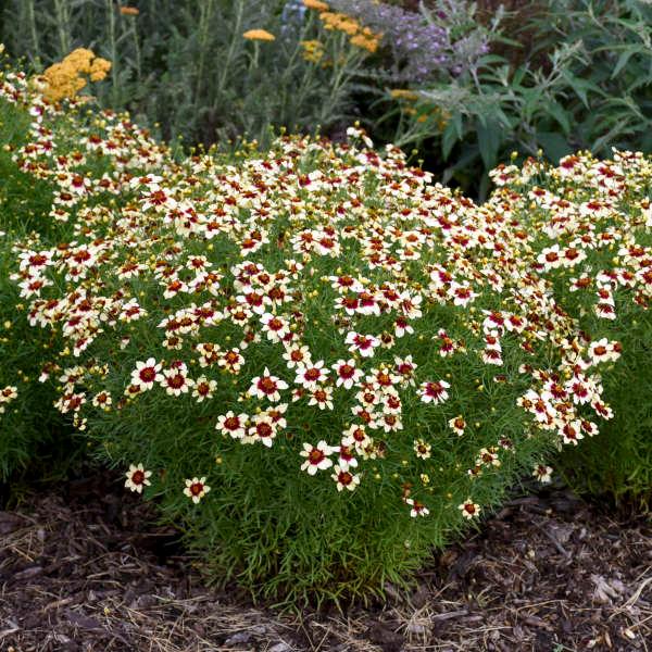 Coreopsis Sizzle & Spice® Red Hot Vanilla