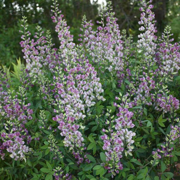 Baptisia Plum Rosy