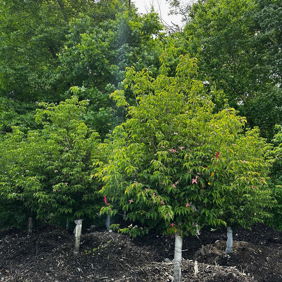 Cornus kousa Scarlet Fire&reg;