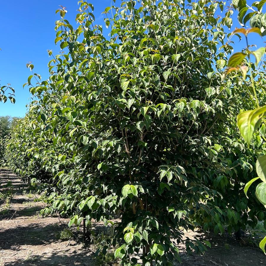 Cornus x rutgersensis Celestial