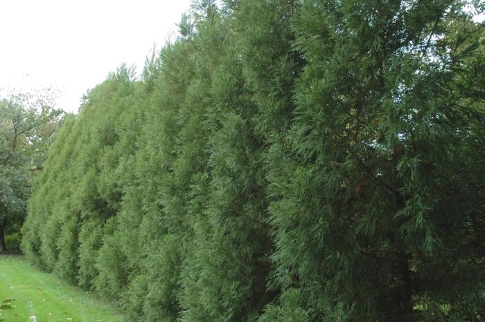 Cryptomeria japonica Radicans