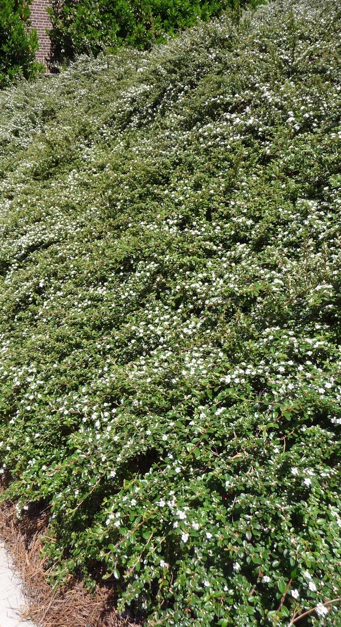 Cotoneaster horizontalis 