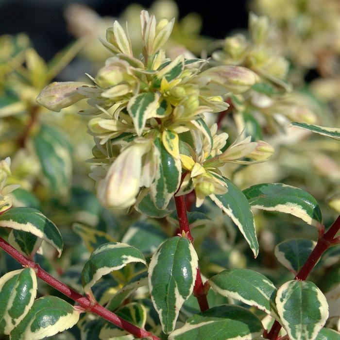 Abelia x grandiflora Radiance