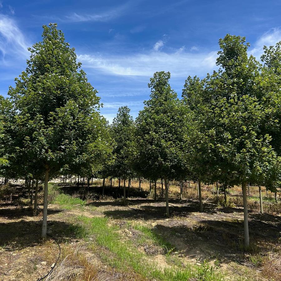 Acer rubrum Redpointe&reg;