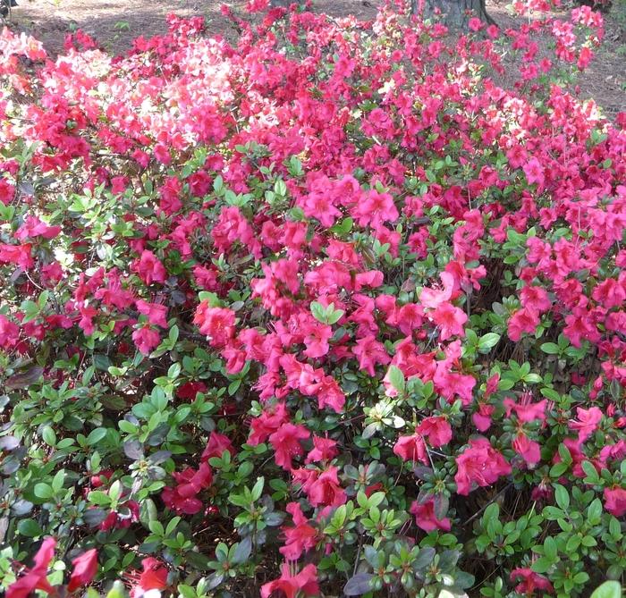 Azalea kaempferi Johanna