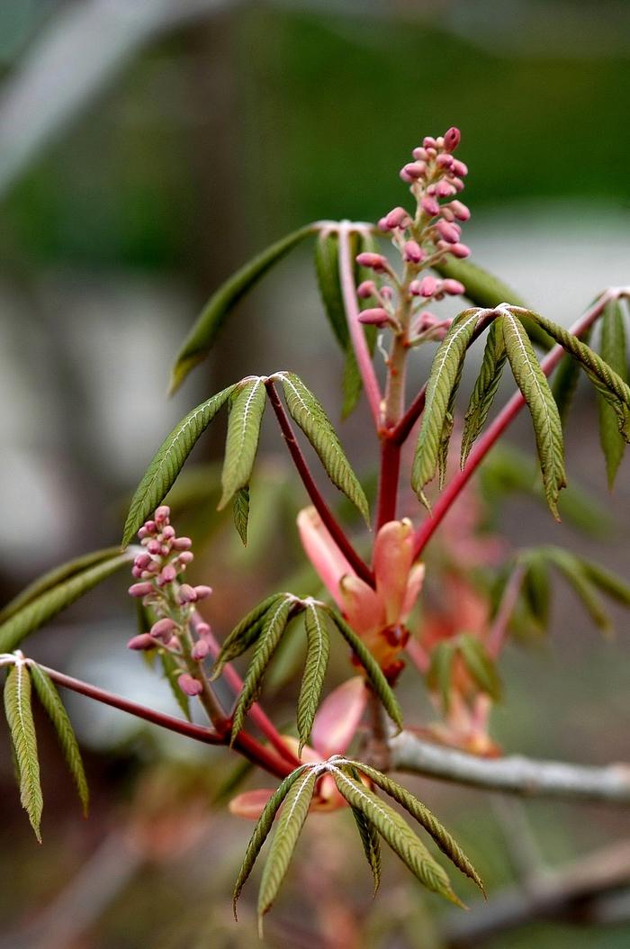 Aesculus pavia 