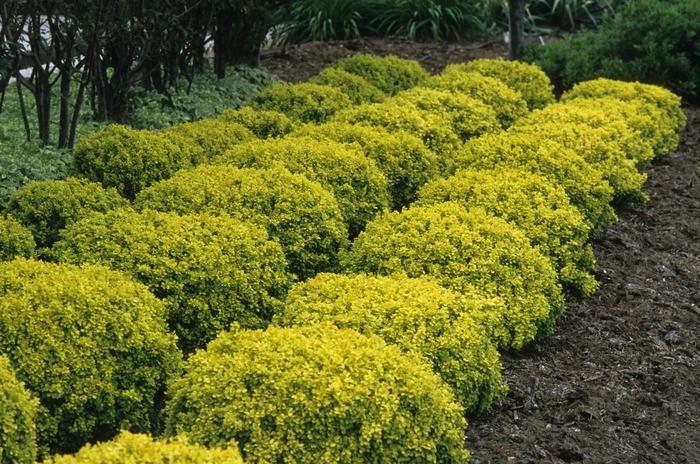 Berberis thunbergii Bonanza Gold