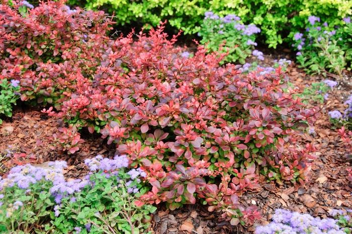 Berberis thunbergii Royal Burgundy®