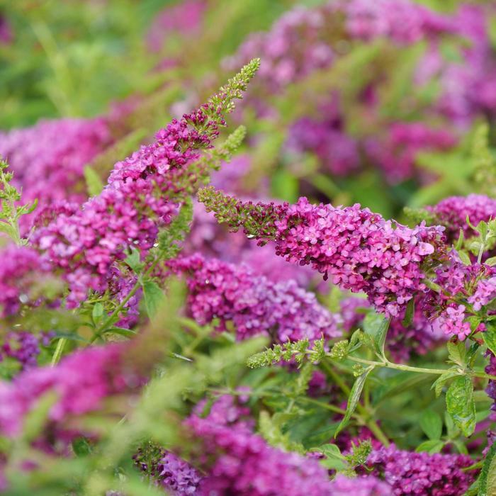 Buddleia Lo & Behold Ruby Chip® 