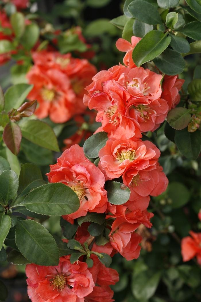 Chaenomeles speciosa Double Take&reg; Peach