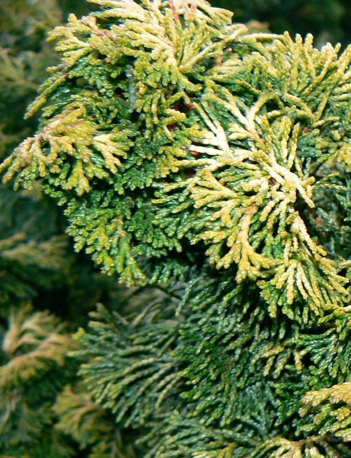 Chamaecyparis obtusa Verdoni