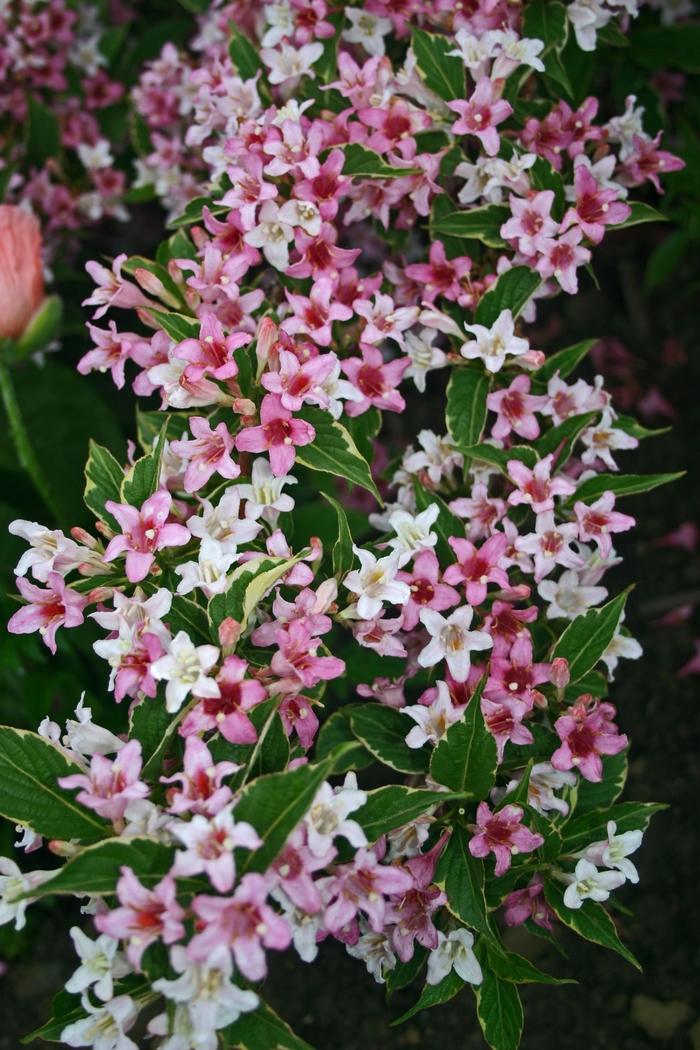 Weigela florida Variegata