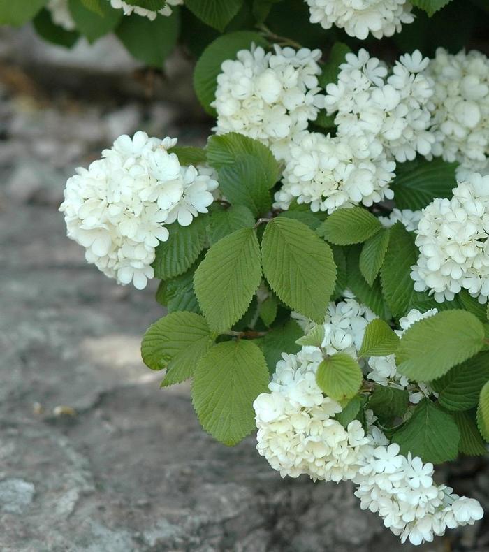 Viburnum plicatum f. plicatum Newport