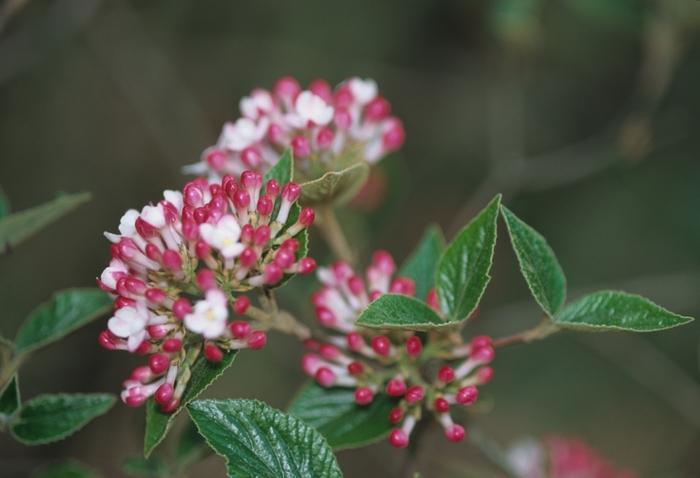 Viburnum x burkwoodii Mohawk