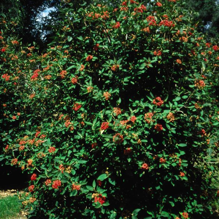 Viburnum x rhytidophylloides Alleghany