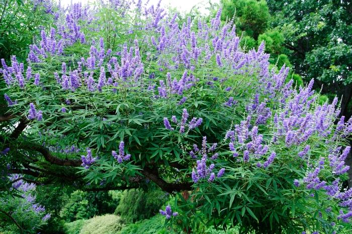 Vitex agnus-castus 