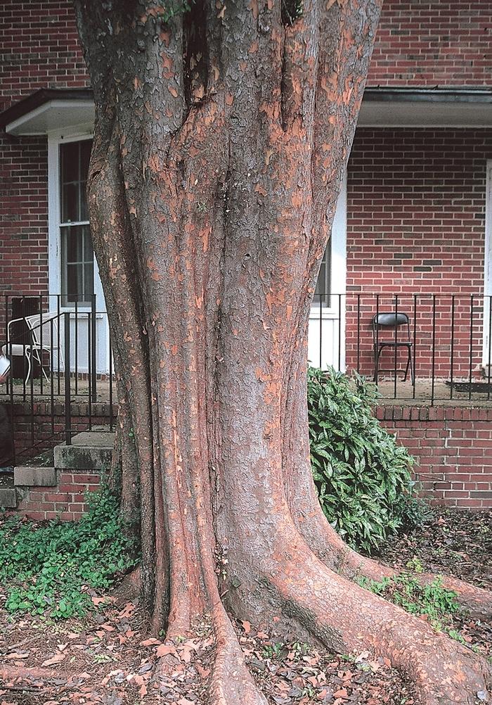 Ulmus parvifolia Allee®