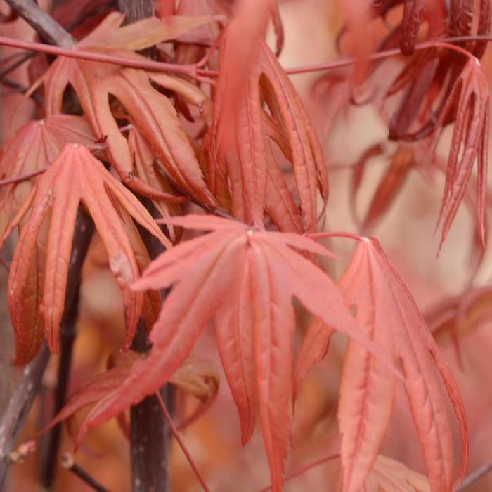 Acer palmatum Emperor 1®